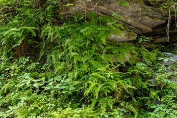 Ostrich Fern on top of some rocks