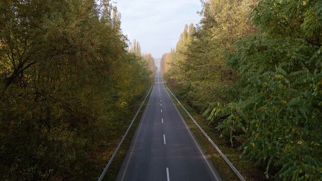 Alea trees along the asphalt road in autumn