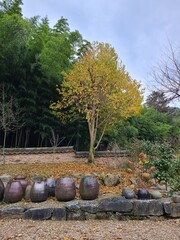 autumn in the garden