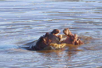 Fototapeta premium Flußpferd / Hippopotamus / Hippopotamus amphibius