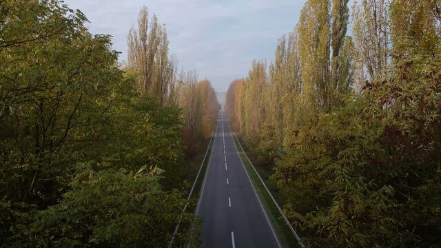 Alea trees along the asphalt road in autumn