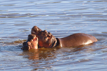Fototapeta premium Flußpferd / Hippopotamus / Hippopotamus amphibius