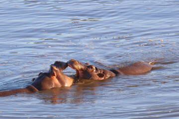 Fototapeta premium Flußpferd / Hippopotamus / Hippopotamus amphibius.