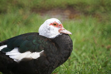 Muscovy Duck Resting on the Grass Covered Bank