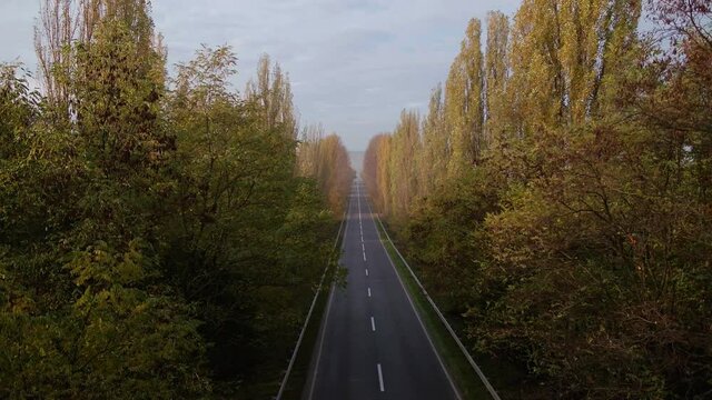 Alea trees along the asphalt road in autumn