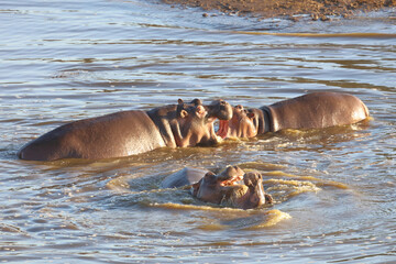 Fototapeta premium Flußpferd / Hippopotamus / Hippopotamus amphibius.