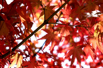 赤く色づいたカエデの木 3