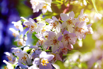 Soft light falls on a flowering branch of apple or cherry in spring or summer.