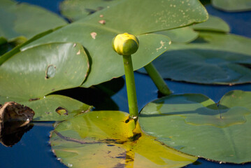 Water Lilies on a Florida Lake