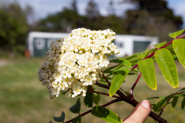 flores