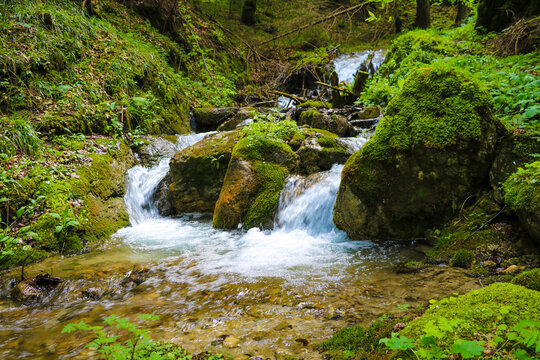 Mountain stream in green forest at summer time. Nature composition. Beautiful river landscape. Selective focus.
