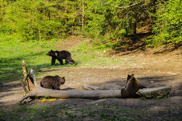 Wild bears stand in a small meadow and looks deep into the forest, animals in the afternoon, a log in the meadow.
