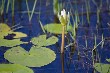 Water Lilies on a Florida Lake