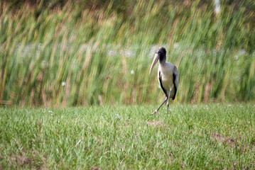 Wood Stork at the Edge of a Marsh