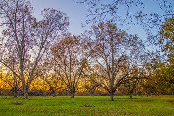 Fototapeta premium A pecan tree farm and orchard in south Georgia Fall colors golden sky horizon