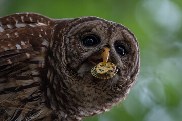 Barred Owl in Canada 