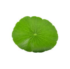 Obraz na płótnie Canvas Asiatic Leaf Herb gotu kola, indian pennywort, centella asiatica, tropical herb isolated on white background. ayurveda herbal medicine inhibited or slowed growth of cancer cells Help prevent cancer