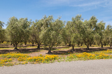 landscape with olive trees and California golden poppy flowers in bloom