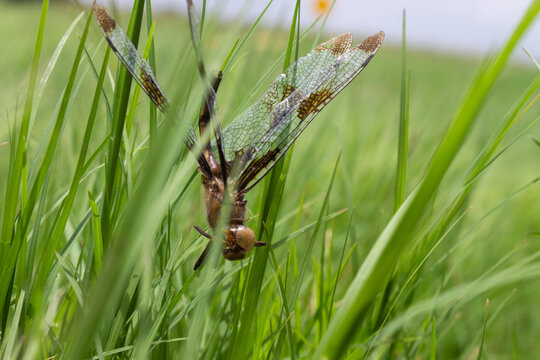 Lib&eacute;lula muerta entre las hojas del zacate en una pradera verde, con cielo nublado