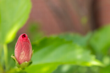 Obraz na płótnie Canvas Flor rosa, violeta, roja en botón casi por florecer en el bosque con una hoja verde y fondo desenfocado.