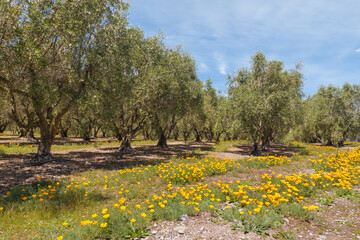 Plakat olive grove with olive trees and California golden poppy flowers in bloom