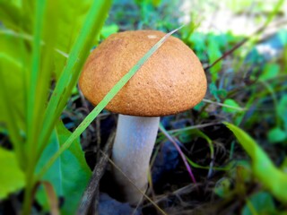 mushroom in the grass