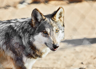 Mexican Gray Wolf looking towards camera