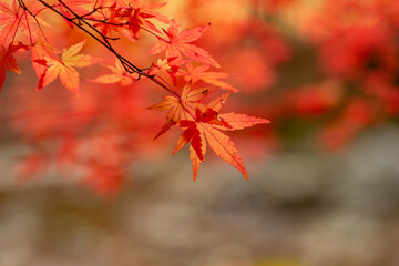 秋と紅葉のモミジ
