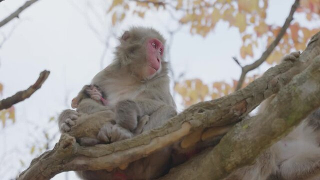 Baby Nihonzaru Japanese Macaque (Macaca Fuscata) Drinking Mothers Milk