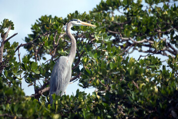 Great Blue Heron Perched High in a Tree