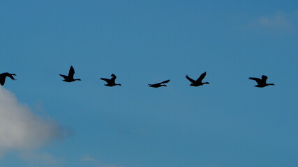 silhouettes of canada geese in flight