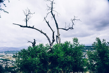 tree and sky