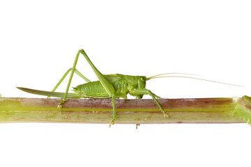 green grasshopper sitting on branch isolated on white background closeup