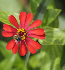 Bee on the red and yellow flower