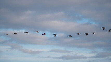 beautiful flight patterns of canada geese in autumn sky at sunset