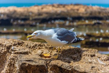 Seagull shouting in the rocky beach of Essaouira, Morocco