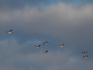 beautiful flight patterns of canada geese in autumn sky at sunset