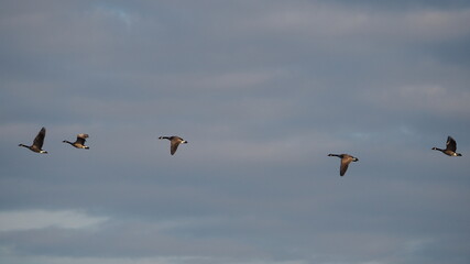 beautiful flight patterns of canada geese in autumn sky at sunset