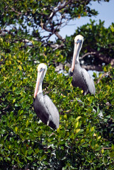 Pelicans Perched in the Mangroves in South Florida
