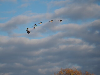 canada geese in flight in autumn