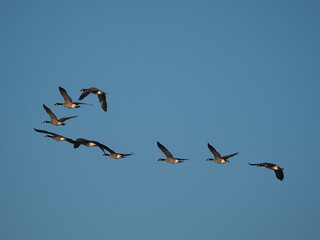 beautiful flock of canada geese in flight at sunset