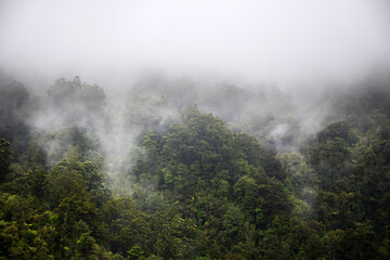 Native forest in Waitakere Ranges, New Zealand, with low lying clouds among the trees