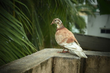 pigeon on a building 