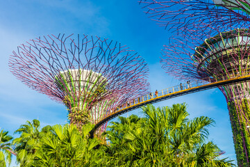 SINGAPORE, 3 OCTOBER 2019: The Supertrees of Gardens by the bay