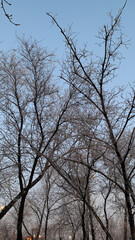 Fototapeta na wymiar trees and sky