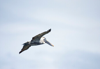 Brown Pelican Flying on a Cloudy Day