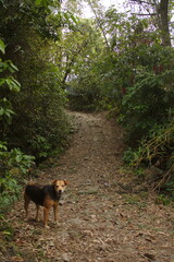 forest with green and brown that inspires peace and tranquility and does not go anywhere