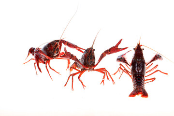 Crawfish