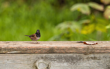 one cute tiny bird resting on top of wooden fence in the park with blurry green background
