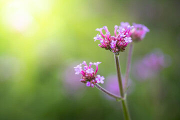 The background image of the colorful flowers